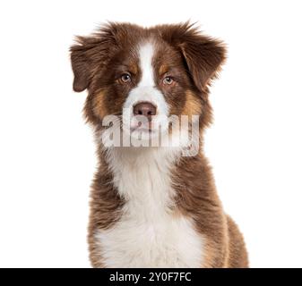 Portrait d'un chiot de quatre mois berger australien, photographié à la tête, isolé sur blanc Banque D'Images