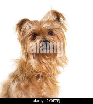Chien brun à poil long assis et inclinant légèrement la tête tout en paraissant curieux Banque D'Images