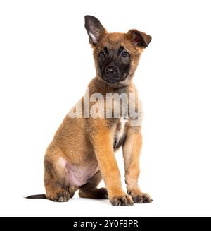 Chiot Malinois de deux mois assis une oreille levée et regardant loin, isolé sur blanc Banque D'Images