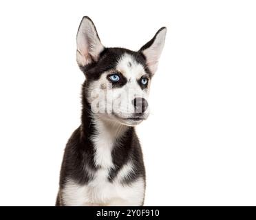 Jeune chien Husky avec les yeux bleus regardant loin sur fond blanc Banque D'Images