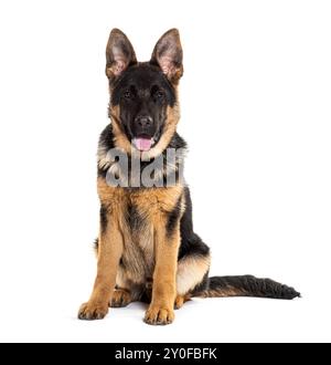 Jeune chiot berger allemand assis, regardant devant la caméra et haletant la langue, isolé sur blanc Banque D'Images