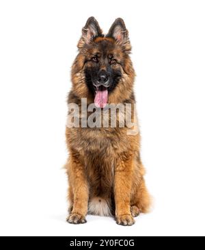Chien de berger allemand adulte assis sur un fond blanc et regardant vers l'avant, haletant avec la langue dehors Banque D'Images