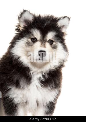 Photo de tête d'un chiot Pomsky de neuf semaines, chien design, Husky croisé avec un spitz, isolé sur blanc Banque D'Images