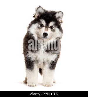 Chiot Pomsky de neuf semaines debout et regardant la caméra isolé sur blanc Banque D'Images