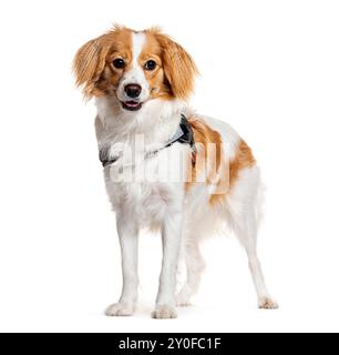 Chien joyeux de race mixte, cavalier King Charles et Spitz, à fourrure moelleuse, sur fond blanc pur Banque D'Images