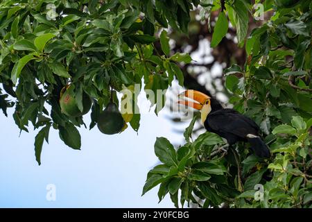 Un Toco Toucan, Ramphastos toco, se nourrissant d'avocats mûrs dans un arbre à San Jose de Metan, Argentine. Banque D'Images