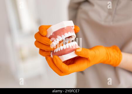 Dentiste tenant des prothèses dentaires dans les mains. Prothèse dentaire dans les mains du médecin. Photo de dentisterie. Dentisterie prothétique. Fausses dents Banque D'Images