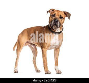 Serious american staffordshire terrier avec col noir debout sur fond blanc Banque D'Images