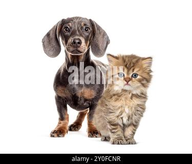 Teckel chiot et chaton longhair britannique debout sur un fond blanc Banque D'Images