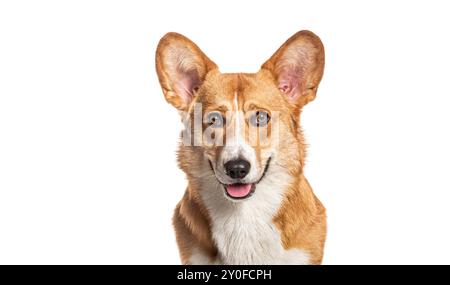 Panting Welsh Corgi Cardigan regardant la caméra, isolé sur blanc Banque D'Images