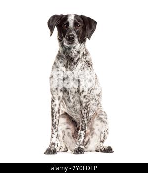 Chien croisé avec fourrure noire et blanche assis sur fond blanc Banque D'Images
