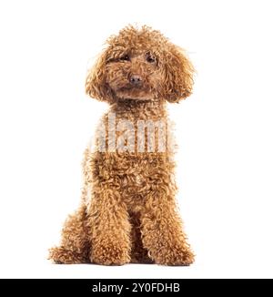 Adorable caniche aux cheveux bouclés assis et posant sur fond blanc Banque D'Images