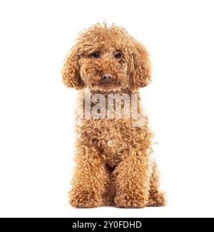 Adorable caniche jouet abricot est assis sur un fond blanc, regardant la caméra avec curiosité Banque D'Images