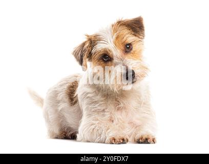 Chien mignon Parson russell terrier allongé sur fond blanc et regardant la caméra Banque D'Images