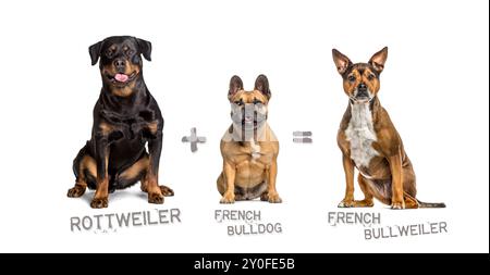 Illustration d'un mélange entre deux races de chien - rottweiler et bouledogue français donnant naissance à un bullweiler français Banque D'Images