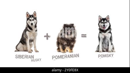 Illustration d'un mélange entre deux races de chien - Husky sibérien et poméranien donnant naissance à un pompon Banque D'Images