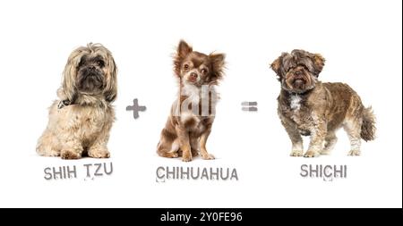 Illustration d'un mélange entre deux races de chien - chihuahua et shih tzu donnant naissance à un Shichi Banque D'Images