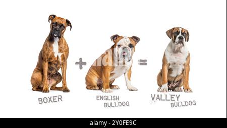 Illustration d'un mélange entre deux races de chien - boxer et bouledogue anglais donnant naissance à un bouledogue de vallée Banque D'Images