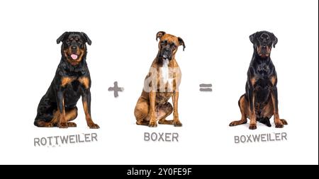 Illustration d'un mélange entre deux races de chien - Rottweiler et Boxer donnant naissance à un Boxweiller Banque D'Images