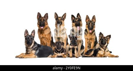 Grand groupe de chiens de berger allemands posant ensemble sur un fond blanc Banque D'Images