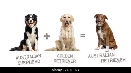 Illustration d'un mélange entre deux races de chiens - berger australien et Golden retriever donnant naissance à un Retriever australien Banque D'Images