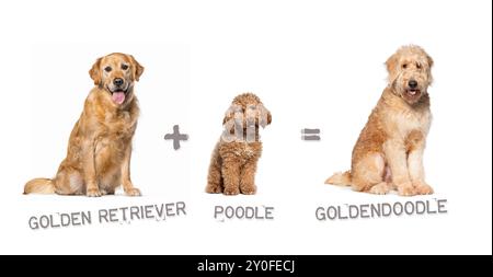 Illustration d'un mélange entre deux races de chien - Golden retriever et caniche donnant naissance à un goldendoodle Banque D'Images