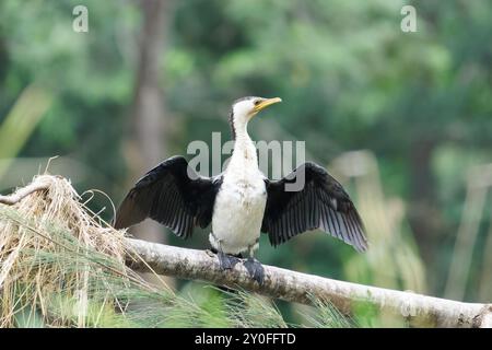 Le petit pied Cormorant se dessèche Banque D'Images