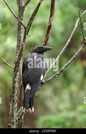 Torresian Crow sur une branche Banque D'Images