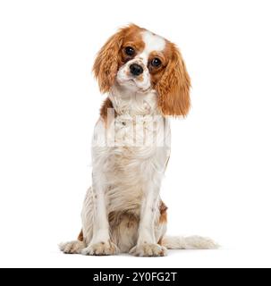 Cavalier roi charles Spaniel chien assis et inclinant sa tête avec une expression curieuse Banque D'Images