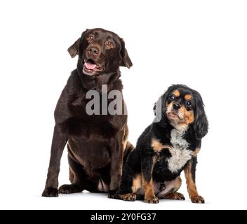 Chocolate labrador retriever et cavalier roi charles spaniel assis sur fond blanc Banque D'Images