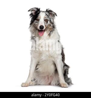 Joyeux merle border collie bleu assis sur fond blanc et haletant Banque D'Images