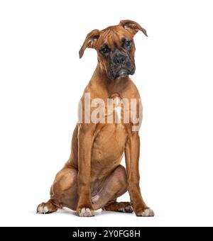 Portrait d'un Boxer regardant la caméra assise, isolé sur blanc Banque D'Images