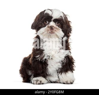 Petit chiot shih tzu avec une fourrure brune et blanche assis et regardant la caméra sur un fond blanc Banque D'Images