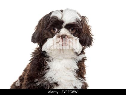Chien shih tzu mignon sur un fond blanc, regardant la caméra Banque D'Images