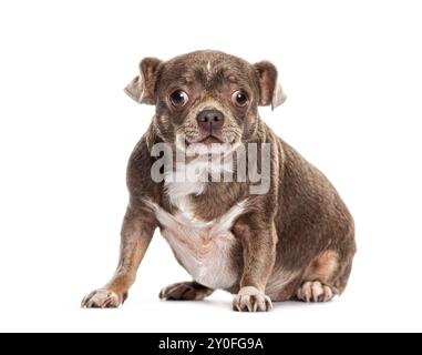 Chien croisé drôle mignon avec un chien chihuahua assis sur le sol et regardant curieux à la caméra Banque D'Images