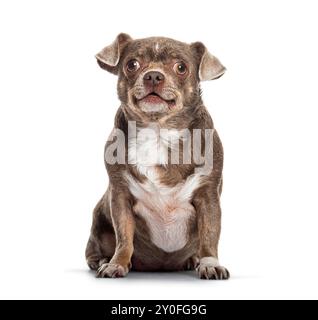 Chien brun et blanc à poil court croisé avec un chihuahua assis levant les yeux avec une expression heureuse, isolé sur blanc Banque D'Images