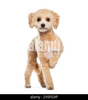 Chiot jouet abricot de dix mois, garni, debout et levant une patte, isolé sur blanc Banque D'Images