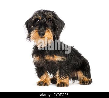 Adorable chiot teckel à poil de fil assis sur le sol et l'air curieux Banque D'Images