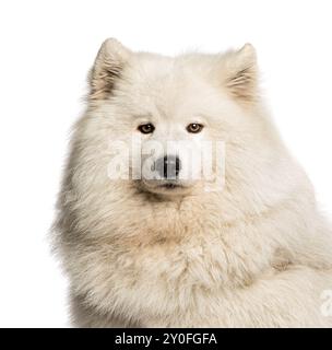 Beau chien samoyed avec un épais manteau blanc assis sur un fond blanc Banque D'Images