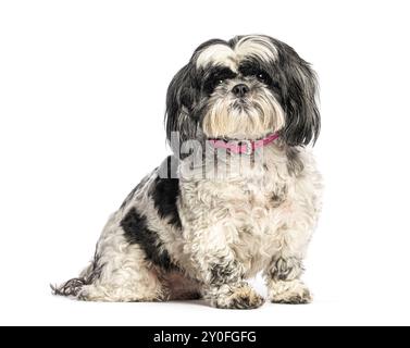 Shih tzu assis et portant un collier rose sur fond blanc Banque D'Images