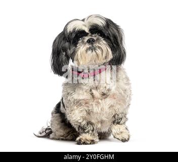 Shih tzu assis et portant un collier rose sur fond blanc Banque D'Images