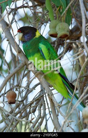 Australien Ringneck Parrot sur une branche Banque D'Images