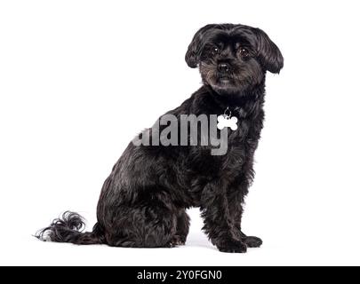 Adorable chien noir de race mixte est assis et porte un collier avec une étiquette de chien vierge Banque D'Images