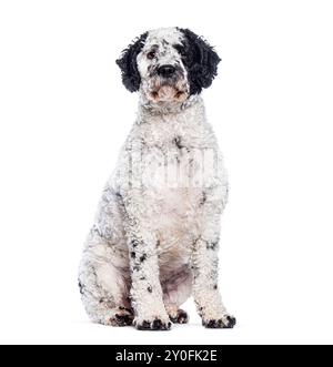 Chien d'eau portugais adulte est assis et regarde loin sur un fond blanc Banque D'Images