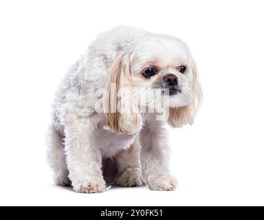 Petit chien Shih tzu blanc assis sur fond blanc et regardant triste Banque D'Images