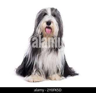 Chien collie barbu assis sur le sol et haletant avec la langue dehors, isolé sur blanc Banque D'Images