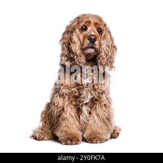 Vieux Senior, gris et aveugle Anglais Cocker Spaniel assis, isolé sur blanc Banque D'Images