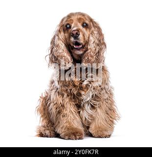 Vieux Senior, gris et aveugle Anglais Cocker Spaniel assis, isolé sur blanc Banque D'Images