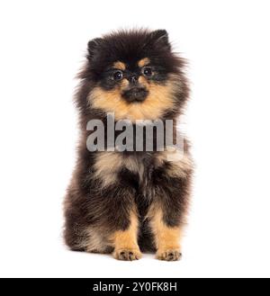 Adorable chiot pomeranian noir et bronzé de six mois assis et regardant curieux isolé sur blanc Banque D'Images