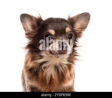 Photo de la tête d'un Chihuahua brun oreilles vers le haut regardant loin, isolées sur blanc Banque D'Images